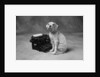 Dog Sitting at Typewriter by Anonymous