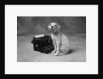 Dog Sitting at Typewriter by Anonymous