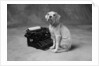 Dog Sitting at Typewriter by Anonymous