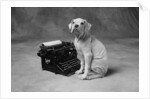 Dog Sitting at Typewriter by Anonymous