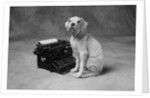 Dog Sitting at Typewriter by Anonymous