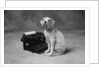 Dog Sitting at Typewriter by Anonymous