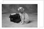 Dog Sitting at Typewriter by Anonymous