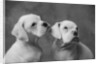 Dogs Sitting Together by Anonymous