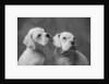 Dogs Sitting Together by Anonymous