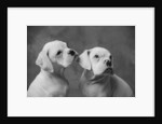 Dogs Sitting Together by Anonymous