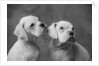 Dogs Sitting Together by Anonymous