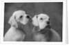 Dogs Sitting Together by Anonymous