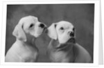 Dogs Sitting Together by Anonymous