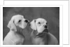 Dogs Sitting Together by Anonymous
