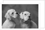 Dogs Sitting Together by Anonymous