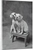 Two Dogs at Bench by Anonymous