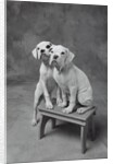 Two Dogs at Bench by Anonymous