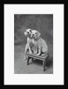 Two Dogs at Bench by Anonymous