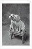 Two Dogs at Bench by Anonymous