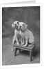 Two Dogs at Bench by Anonymous