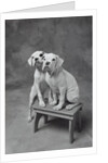 Two Dogs at Bench by Anonymous