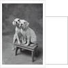 Two Dogs at Bench by Anonymous