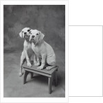 Two Dogs at Bench by Anonymous
