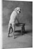 Dog Climbing on Bench by Anonymous