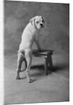 Dog Climbing on Bench by Anonymous