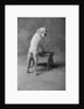 Dog Climbing on Bench by Anonymous