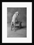 Dog Climbing on Bench by Anonymous