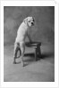 Dog Climbing on Bench by Anonymous