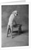 Dog Climbing on Bench by Anonymous