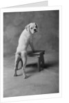 Dog Climbing on Bench by Anonymous