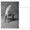 Dog Climbing on Bench by Anonymous