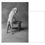 Dog Climbing on Bench by Anonymous