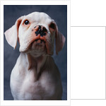 White Boxer Puppy by Anonymous