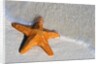 Starfish on Shore by Anonymous