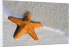 Starfish on Shore by Anonymous