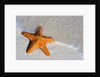 Starfish on Shore by Anonymous