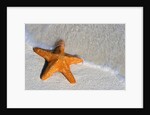 Starfish on Shore by Anonymous