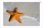 Starfish on Shore by Anonymous