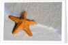 Starfish on Shore by Anonymous