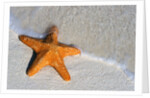 Starfish on Shore by Anonymous