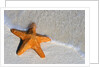 Starfish on Shore by Anonymous