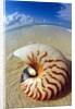 Seashell Sitting in Shallow Water by Anonymous