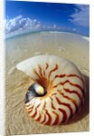 Seashell Sitting in Shallow Water by Anonymous