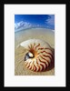 Seashell Sitting in Shallow Water by Anonymous