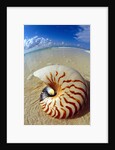 Seashell Sitting in Shallow Water by Anonymous