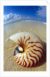 Seashell Sitting in Shallow Water by Anonymous