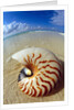 Seashell Sitting in Shallow Water by Anonymous