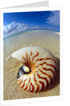 Seashell Sitting in Shallow Water by Anonymous