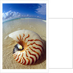Seashell Sitting in Shallow Water by Anonymous
