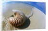 Seashell Resting on Shore by Anonymous